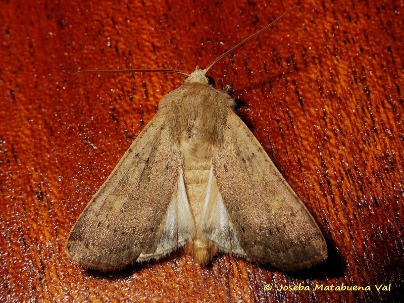 Noctuidae da id - Xestia (Xestia) xanthographa